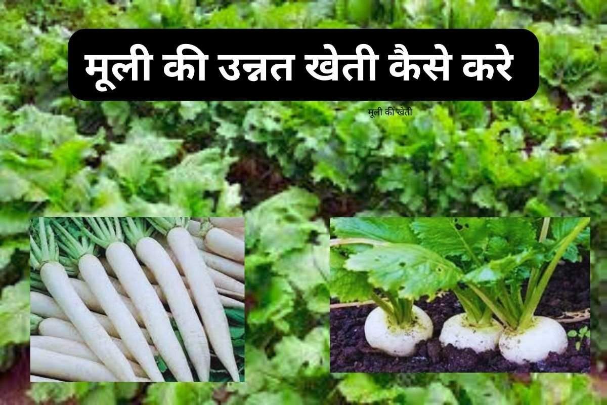 मूली की खेती (Radish Farming ) में उन्नत किस्मो की सम्पूर्ण जानकारी