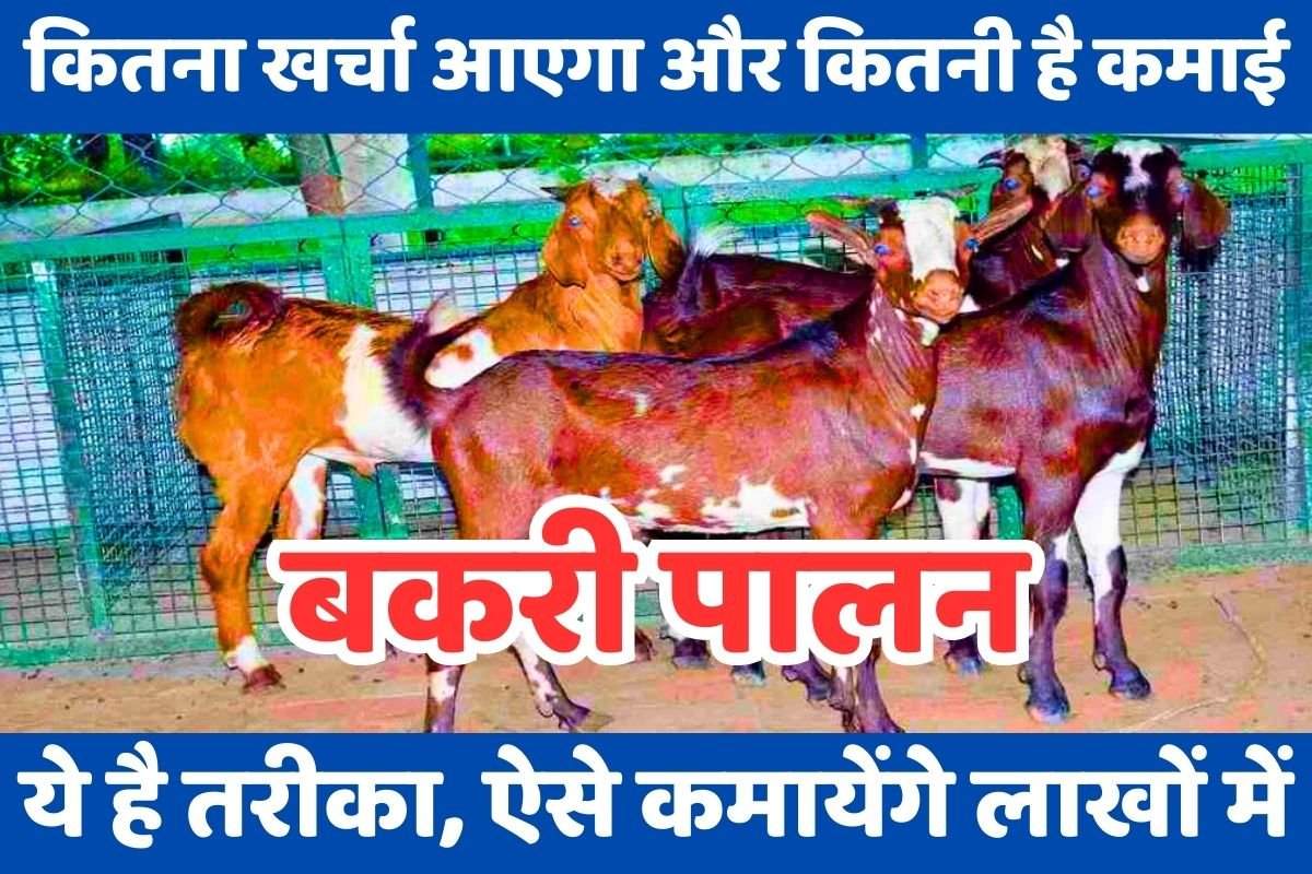 Got Farming: बकरी पालन करके कैसे कमायें लाखों रुपये, ये है तरीका