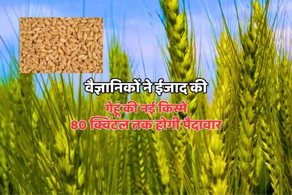 New Varieties Of Wheat: वैज्ञानिकों ने ईजाद की गेहूं की नई किस्में, 80 क्विंटल तक होगी पैदावार