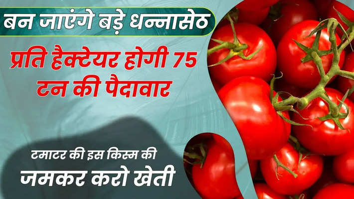 Tomato cultivation