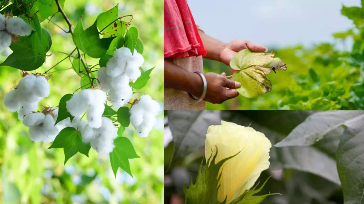 Now only cotton plant will tell about your disease 