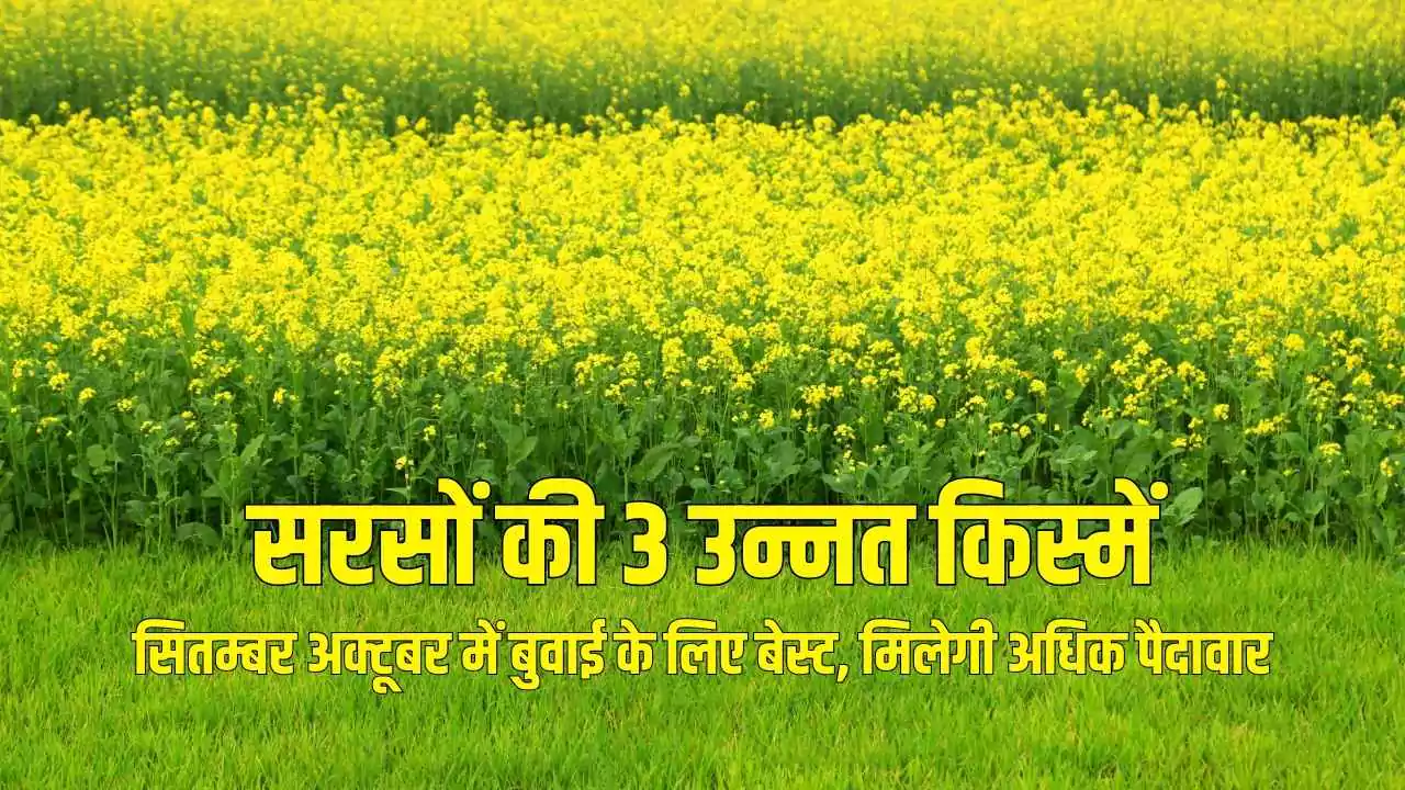 सितंबर-अक्टूबर में बुवाई करें सरसों की ये किस्मे: मिलेगी बंपर पैदावार, जाने बुवाई का सही समय और तैयारी