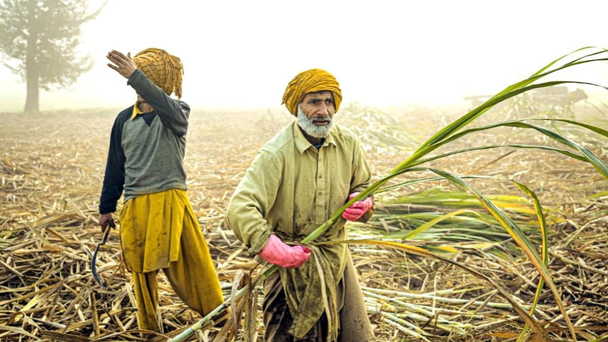 बड़ी खबर: योगी सरकार ने गन्ना दाम 30 रुपये बढ़ाए – किसानों की जेब में आएंगे 3000 करोड़ एक्स्ट्रा!