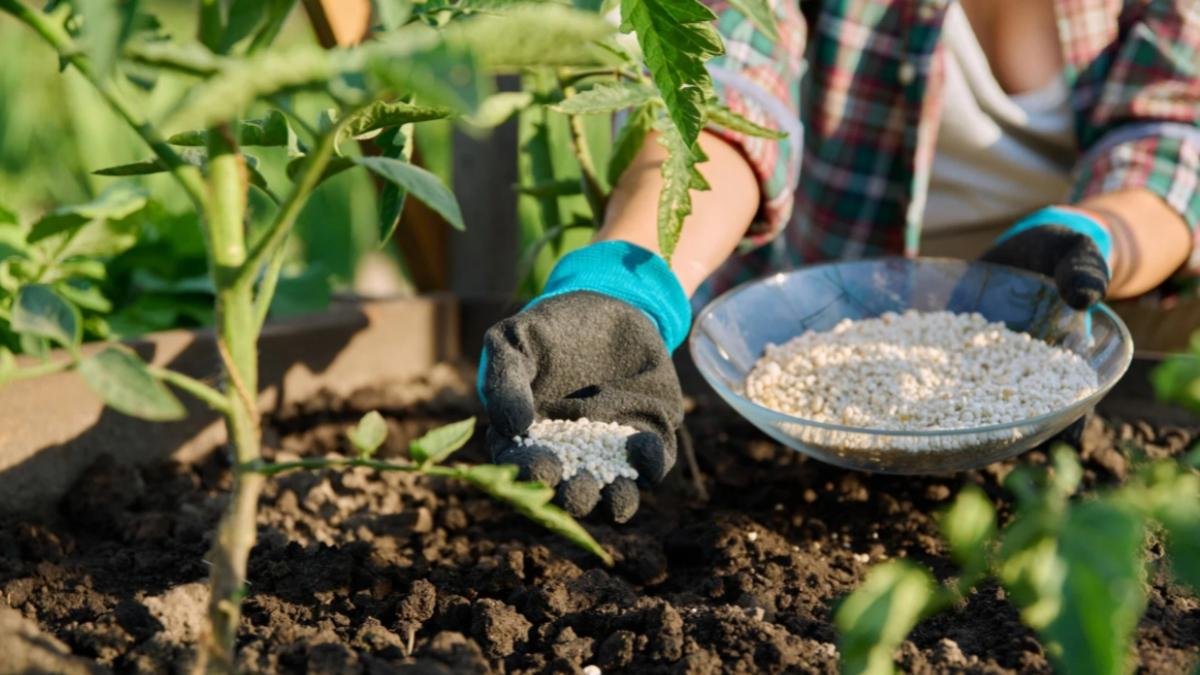 रासायनिक खाद छोड़ जैविक खाद अपनाएंगे तो पहली फसल में लगेगा झटका, लेकिन 2 साल बाद होगा असली कमाल