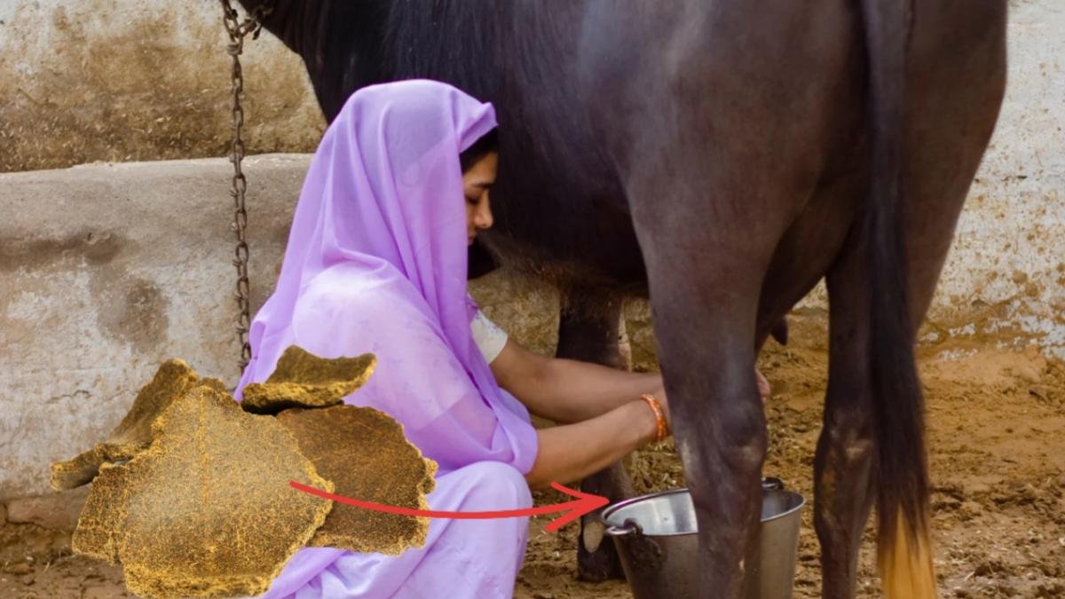 पशुपालकों की कमाई दोगुनी! सरसों की खली से गाय-भैंस दे रही 2 लीटर ज्यादा दूध रोज, जाने सही तरीका