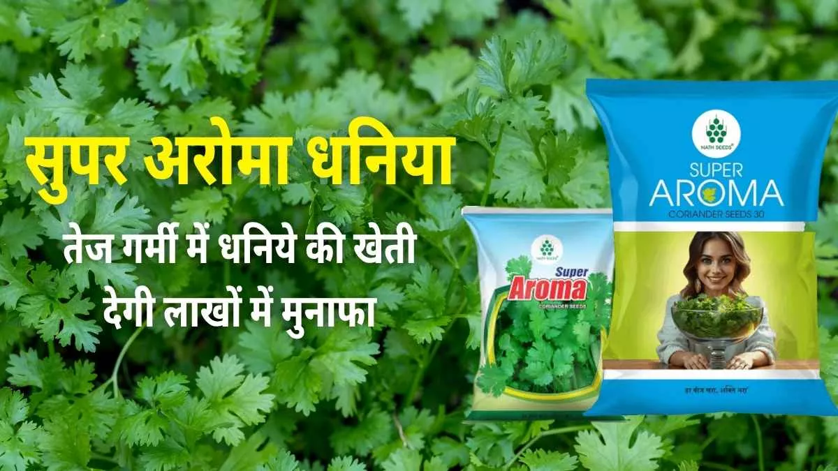 Super Aroma Dhaniya: तेज गर्मी में धनिये की खेती देगी लाखों में मुनाफा, किसानों के लिए बनेगी वरदान