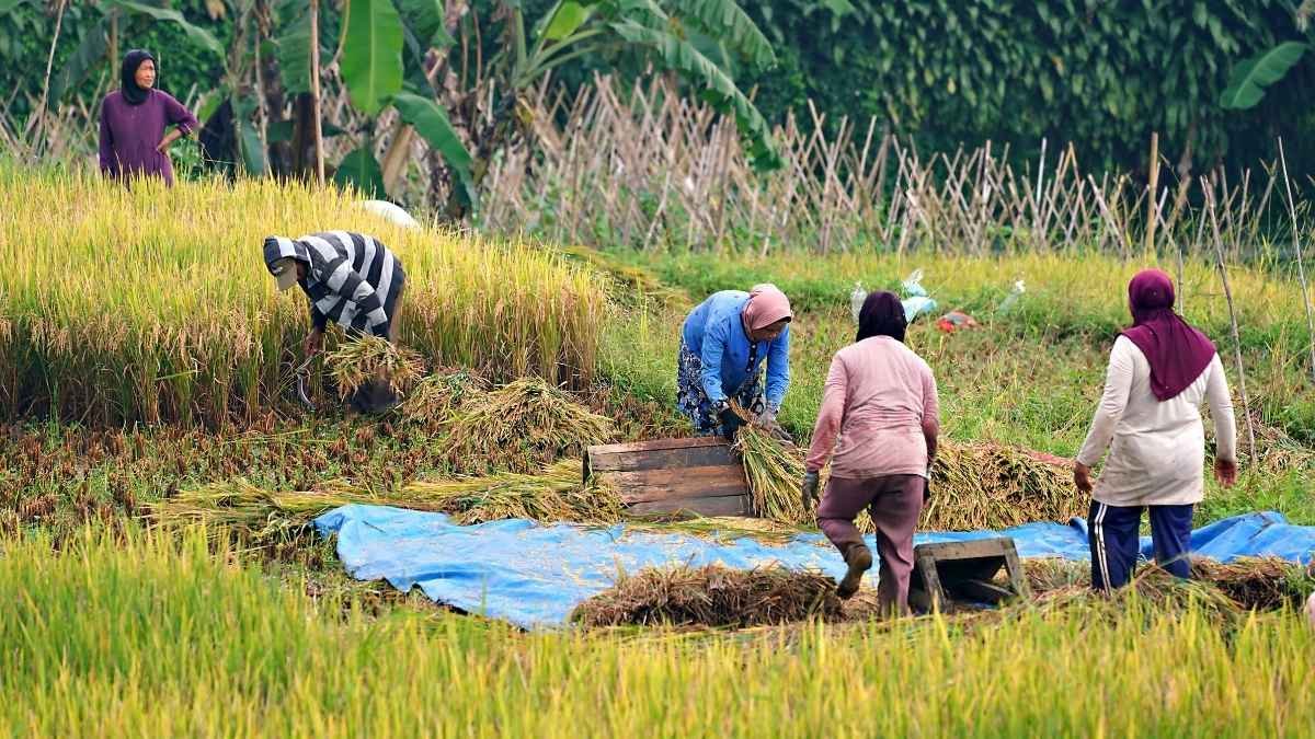 हरियाणा में PM किसान सम्मान निधि पर सवाल: 44 हजार दंपती और हजारों पुराने मालिक अब भी ले रहे पैसे!