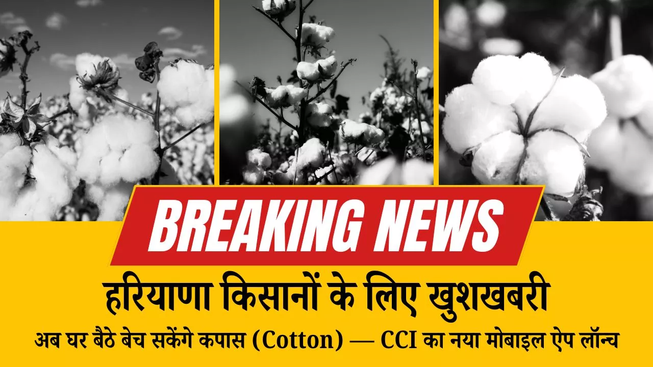 हरियाणा किसानों के लिए खुशखबरी: अब घर बैठे बेच सकेंगे कपास (Cotton) — CCI का नया मोबाइल ऐप लॉन्च