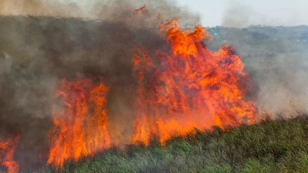 खेतों में धुआं और थाने में केस—भिवानी में दो किसानों पर पराली जलाने का मुकदमा दर्ज