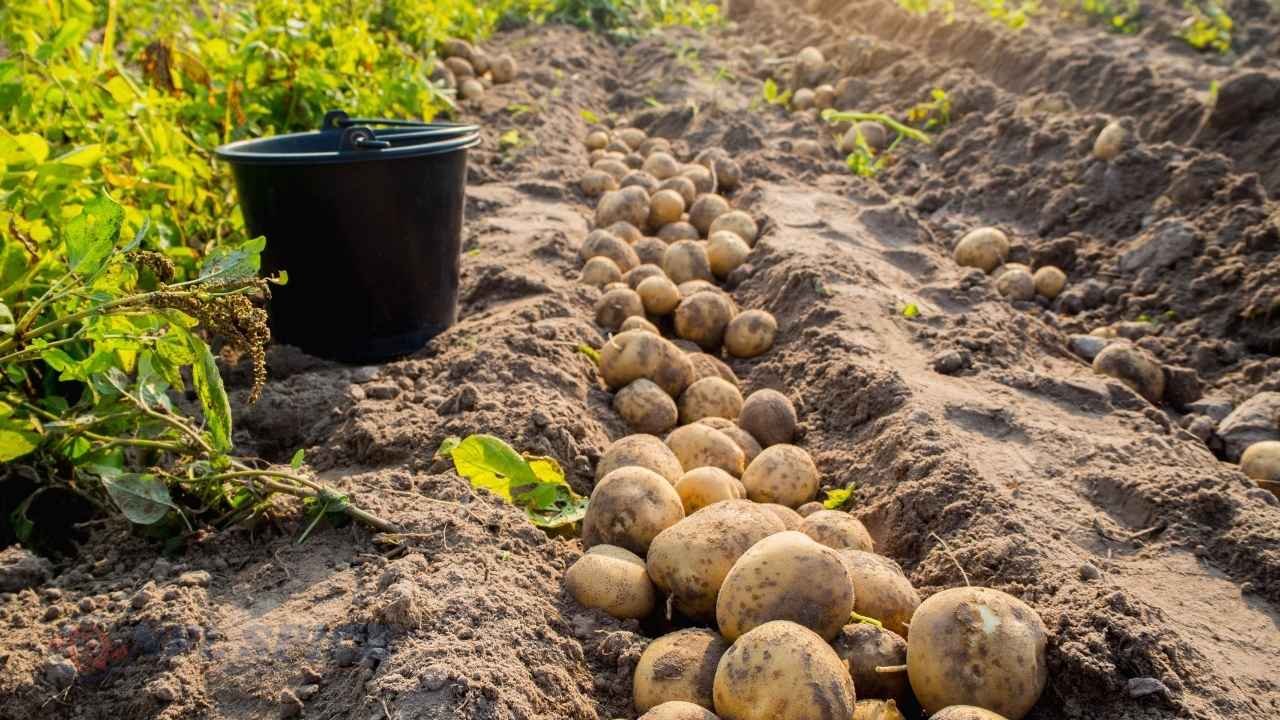 सफेद आलू पर संकट गहराया, BKU (चढूनी) ने दी चेतावनी: “दाम नहीं बढ़े तो सड़क पर उतरेंगे किसान”