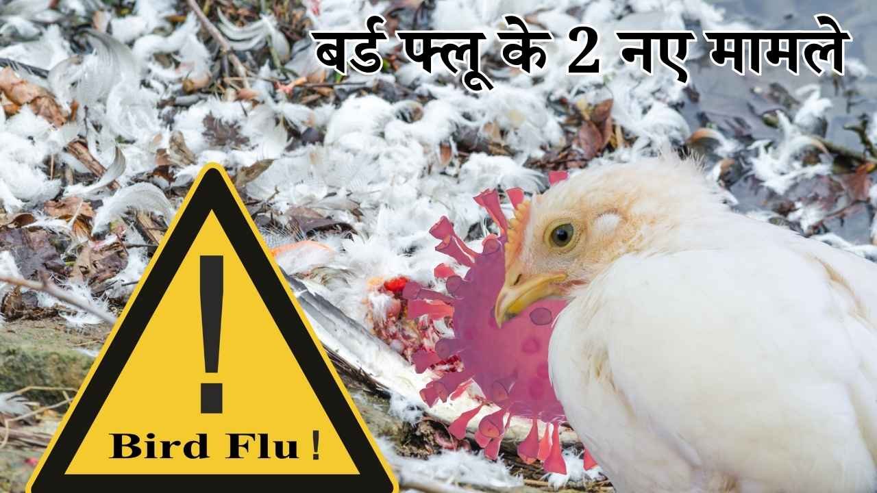दक्षिण कोरिया: बर्ड फ्लू के 2 नए मामले, इस सीजन कुल 24 केस, 30 लाख मुर्गियां मारी गईं, अंडे हुए महंगे