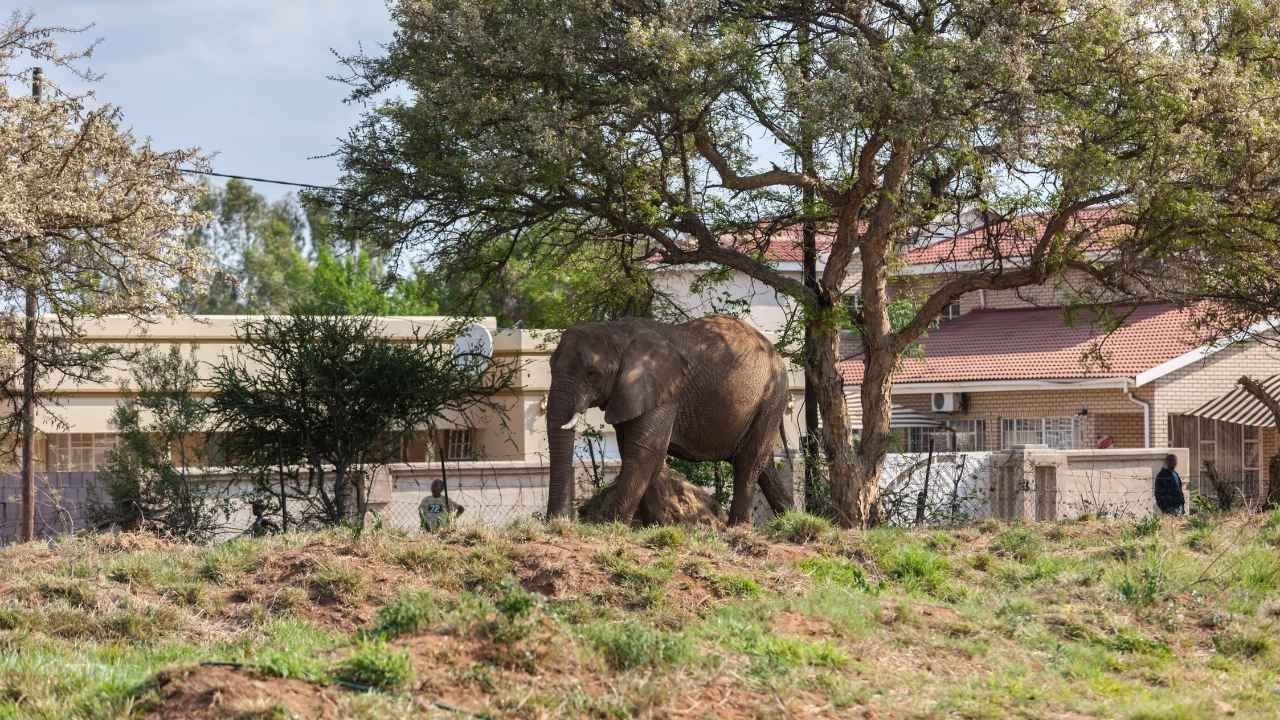 झारखंड में हाथी का आतंक: पश्चिमी सिंहभूम में 17 लोगों की मौत, सारंडा के जंगलों में खौफ का माहौल