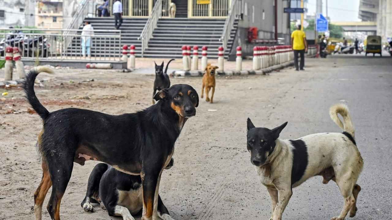कुत्तों के हमले और इंसानी डर पर सुप्रीम कोर्ट की दो टूक, क्या सड़कों से हटेंगे आवारा कुत्ते?