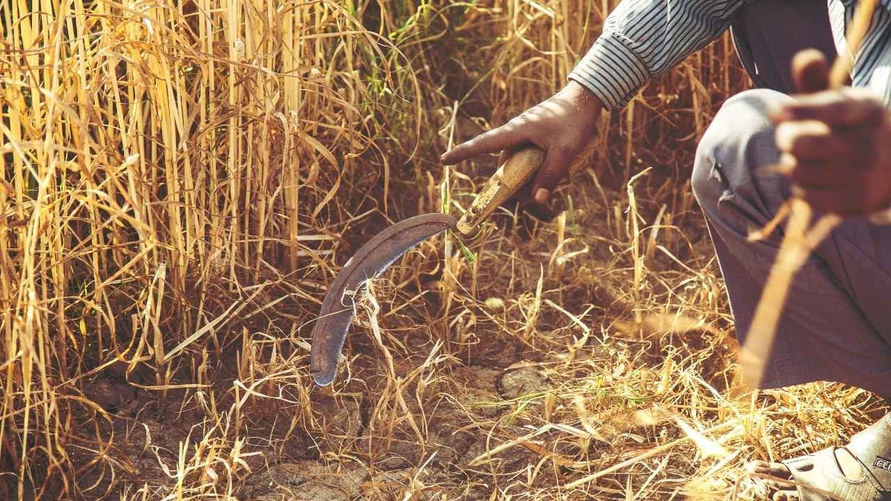 खाली खेत उगलेंगे 'काला सोना': गेहूं की कटाई के बाद बस 75 दिन की मेहनत, और लबालब भर जाएगी तिजोरी