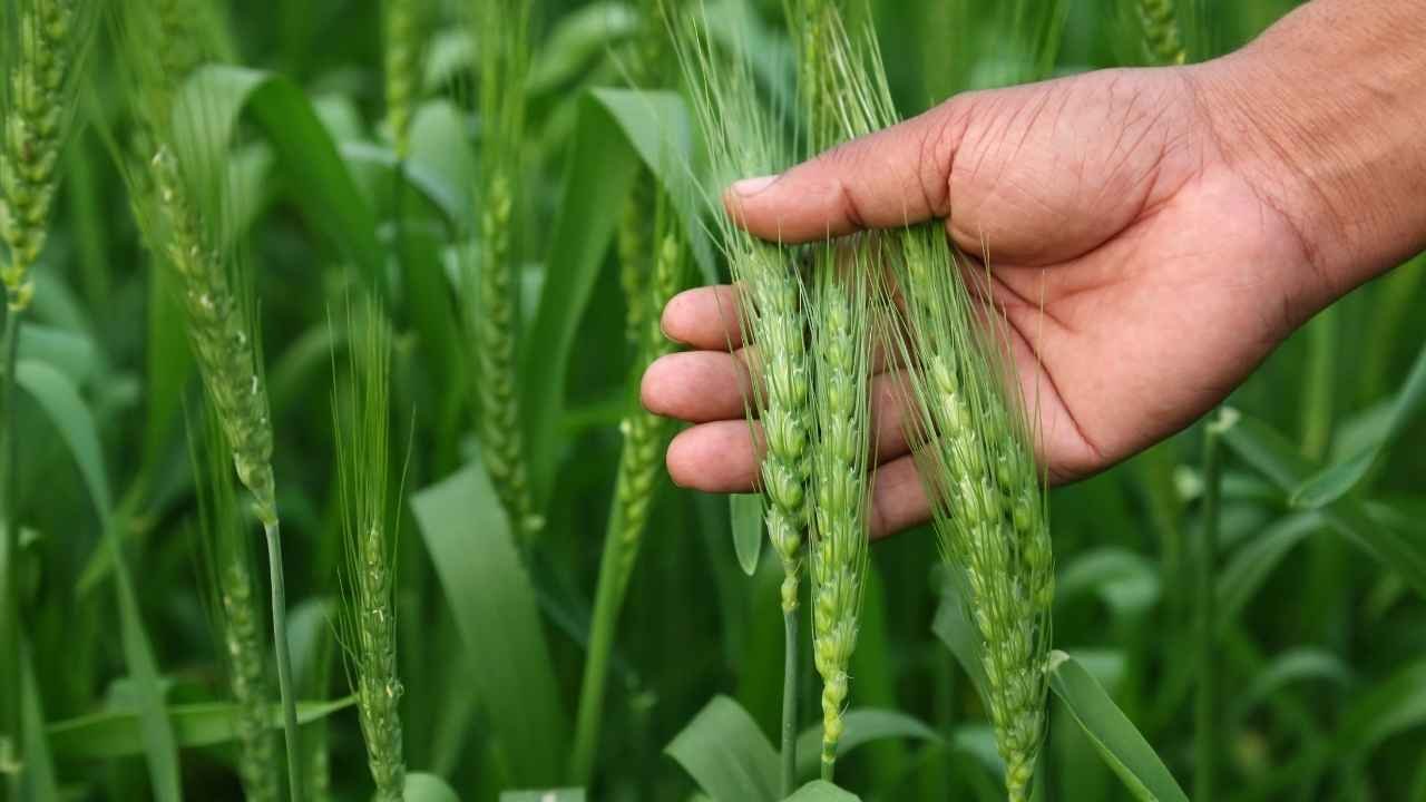 धौलपुर में बदला खेती का मिजाज: सरसों की जगह आलू-गेहूं पर दांव, क्या चिप्स कंपनियों की डिमांड बदल देगी किसानों की किस्मत?