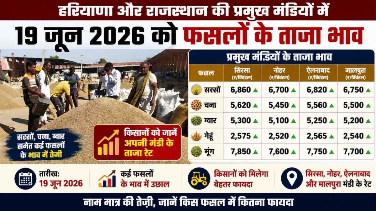 19 जून मंडी भाव: सरसों में आई तेजी, सिरसा से नोहर तक किसानों को मिले बेहतर दाम, देखें आज के ताजा रेट
