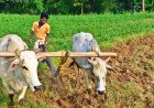हरियाणा सरकार का बड़ा फैसला! मिट्टी की सेहत सुधारने के लिए आ रही स्पेशल किट, कृषि मंत्री ने बताया बंपर पैदावार का फॉर्मूला