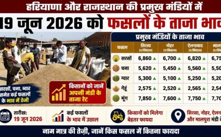 19 जून मंडी भाव: सरसों में आई तेजी, सिरसा से नोहर तक किसानों को मिले बेहतर दाम, देखें आज के ताजा रेट