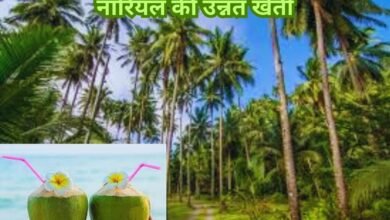 Coconut farming