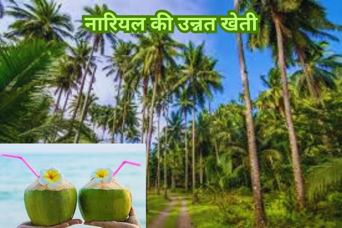 Coconut farming