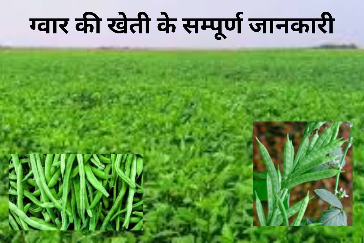 Guar Cultivation