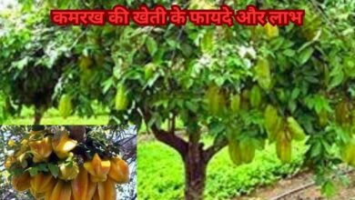 Star Fruit Cultivation