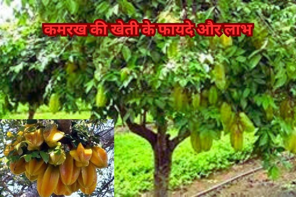 Star Fruit Cultivation