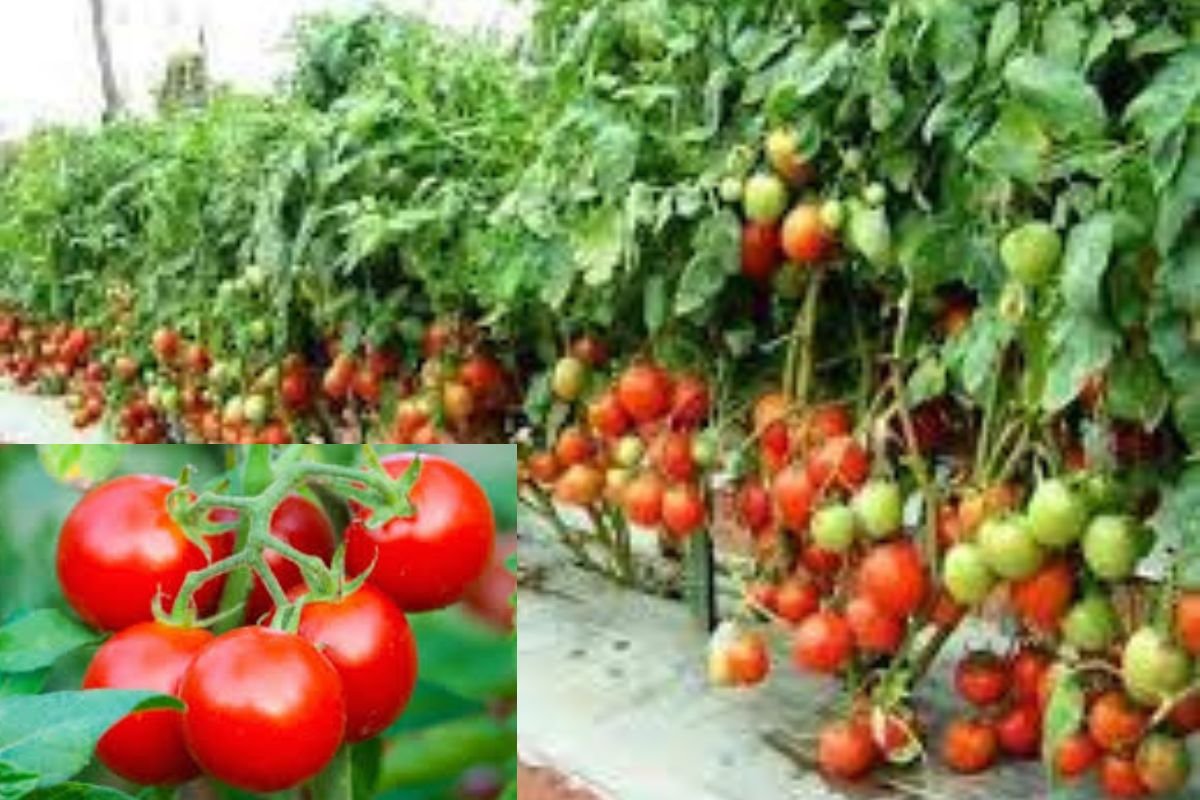 Tomato Cultivation