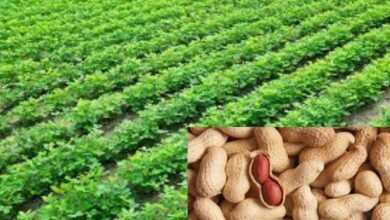 Groundnut Cultivation