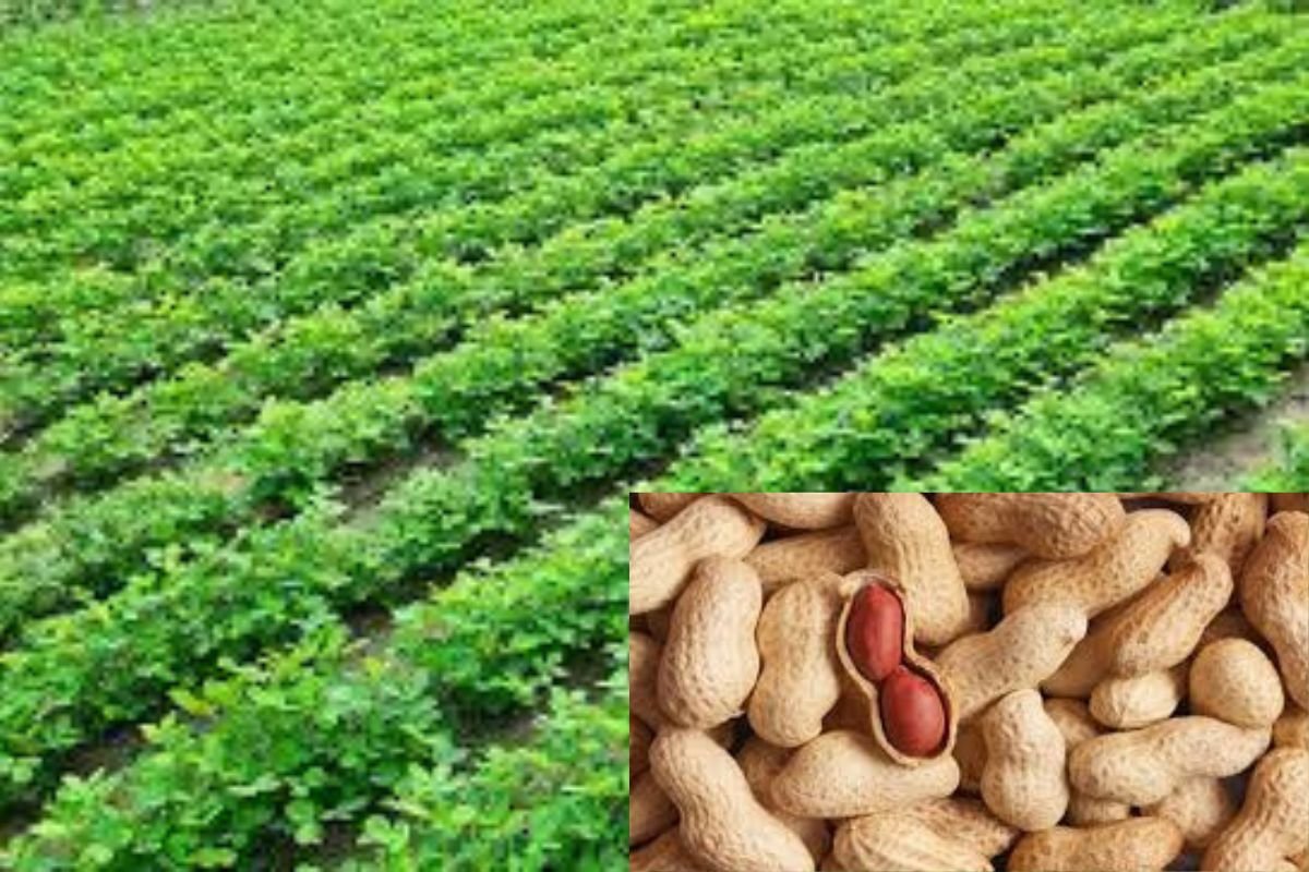 Groundnut Cultivation