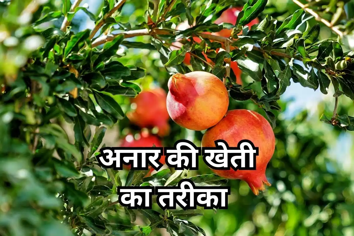 Pomegranate Cultivation