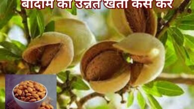 Almonds Cultivation