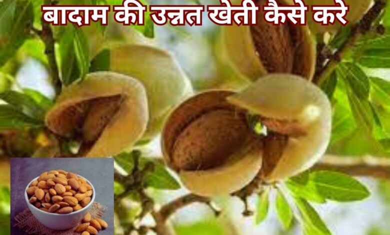 Almonds Cultivation