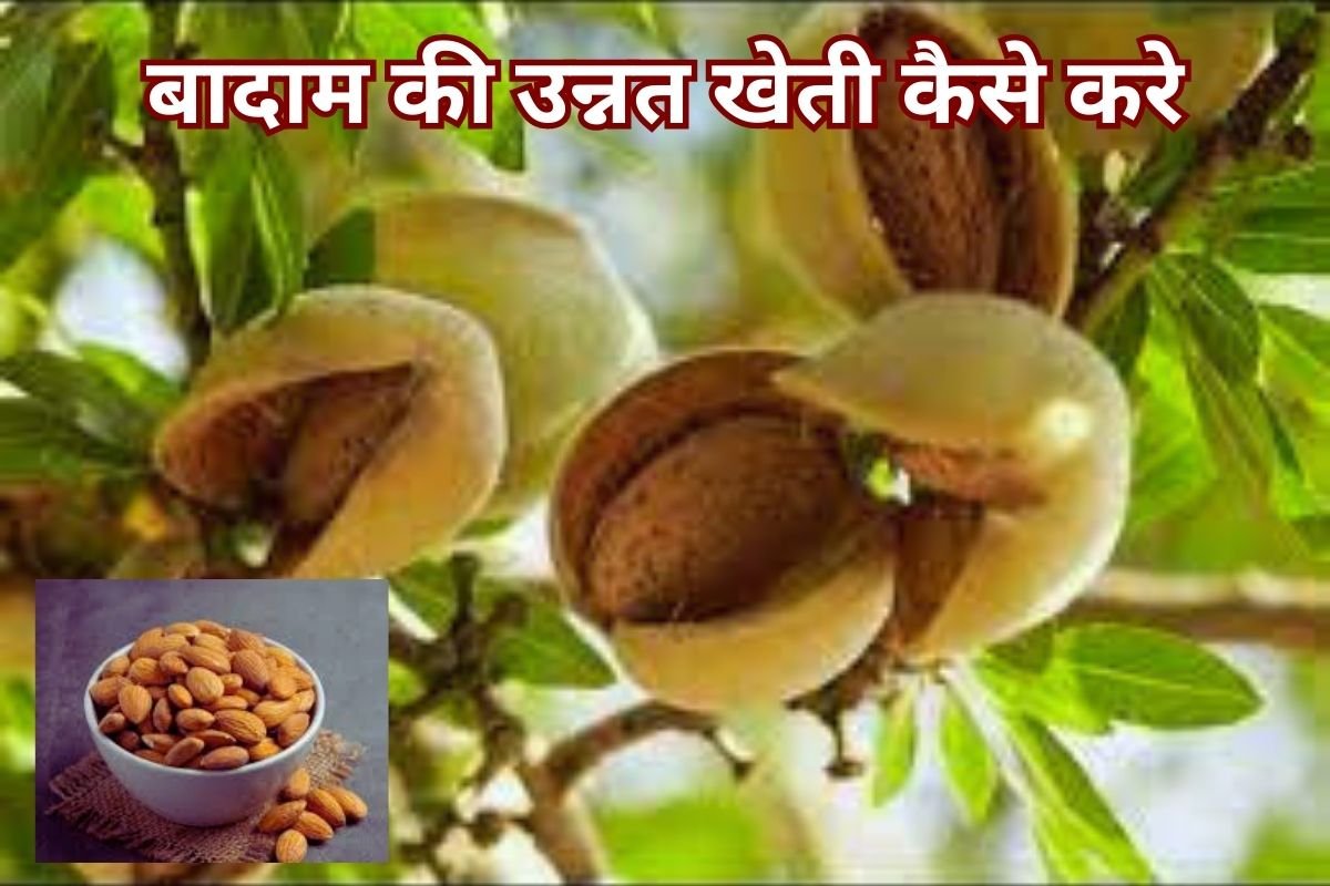 Almonds Cultivation