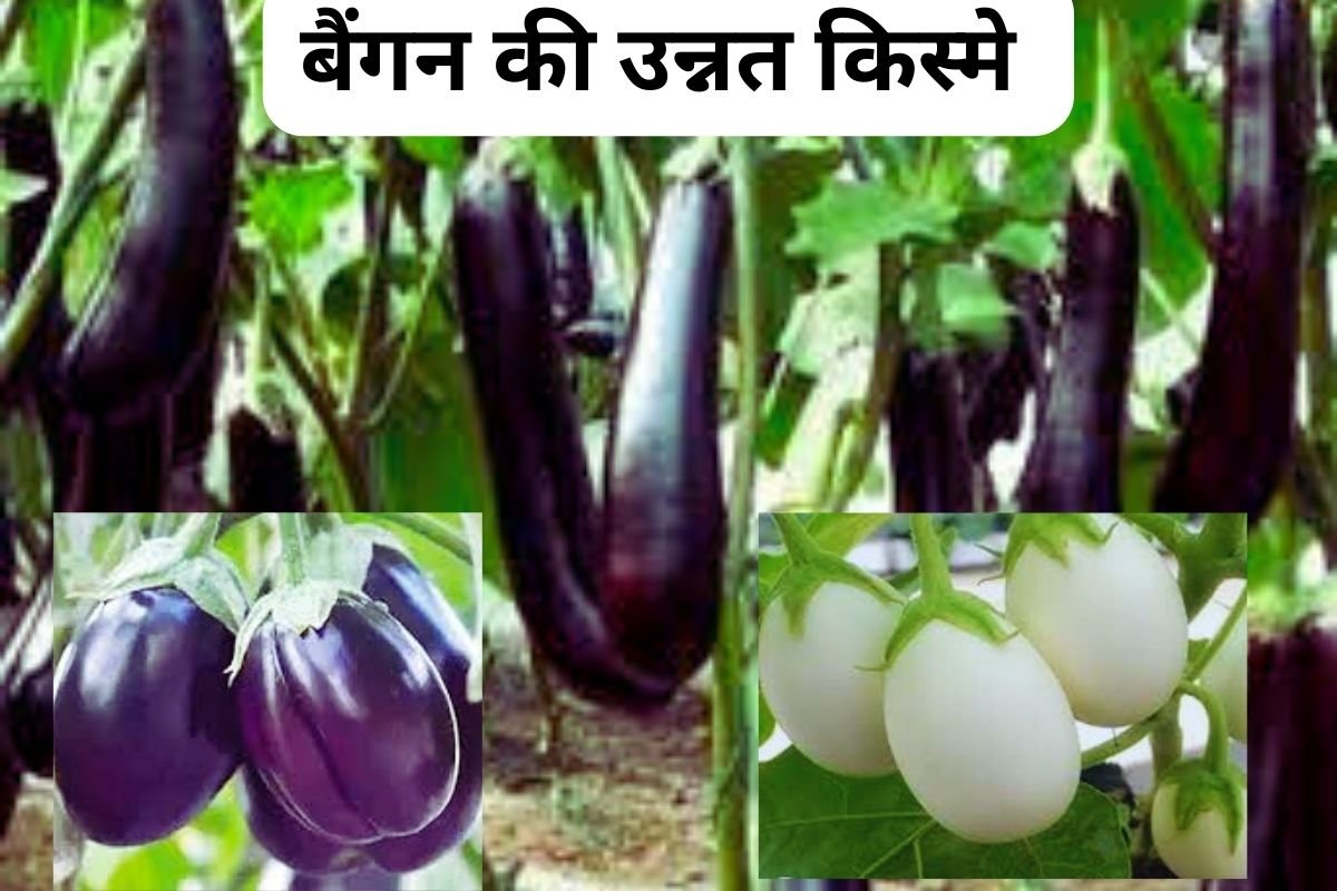 Brinjal Cultivation