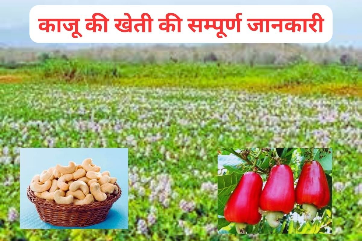 Cashew Farming