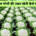 Cauliflower Farming