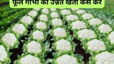 Cauliflower Farming