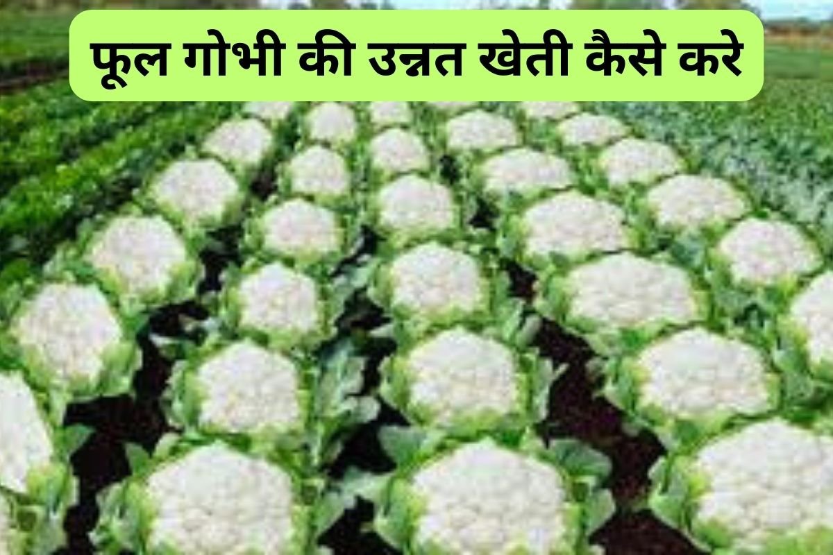 Cauliflower Farming