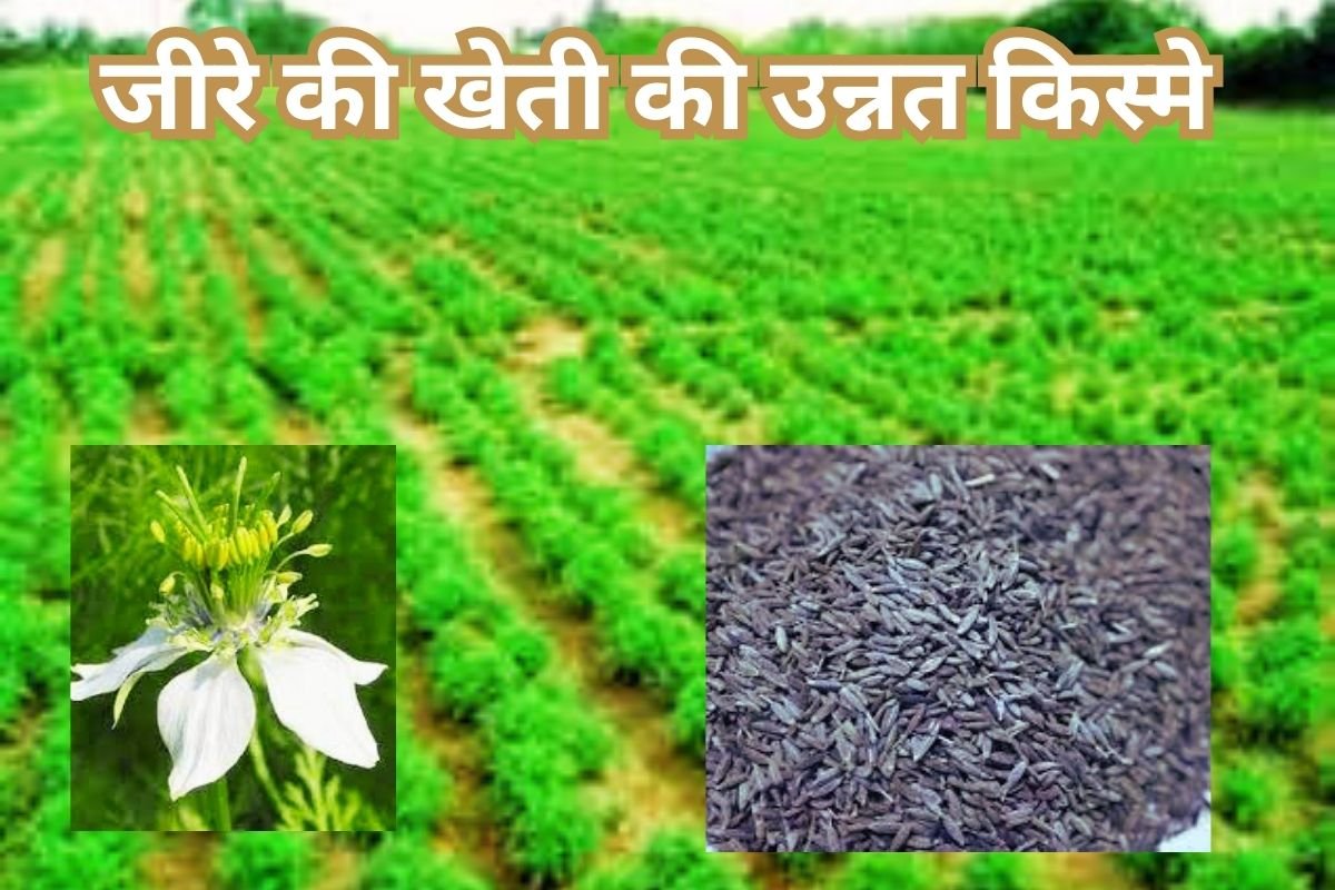 Cumin Farming