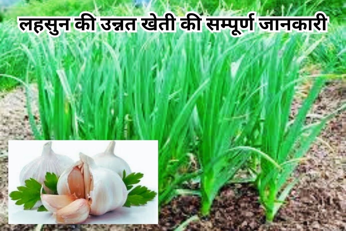 Garlic Cultivation