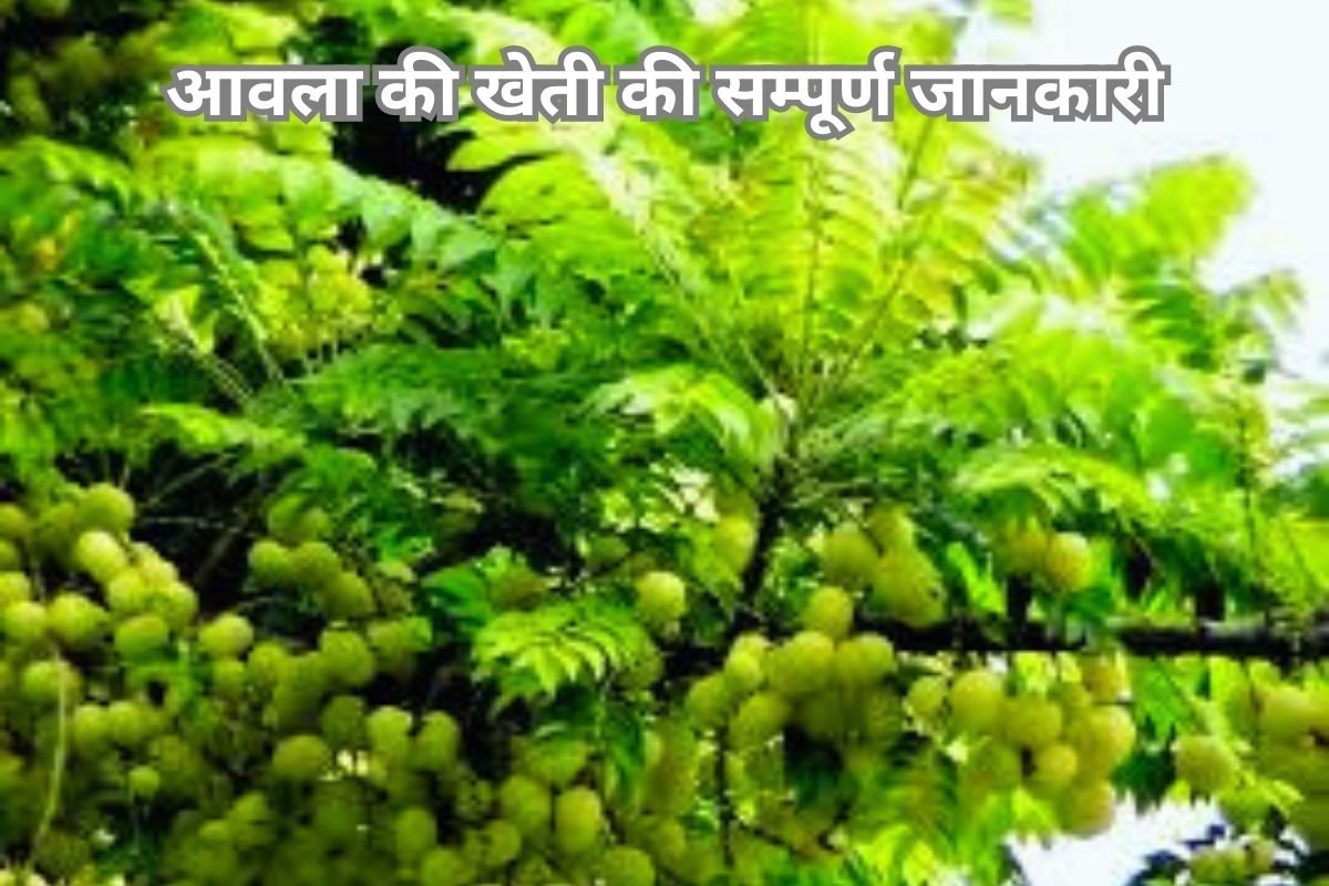 Gooseberry Farming