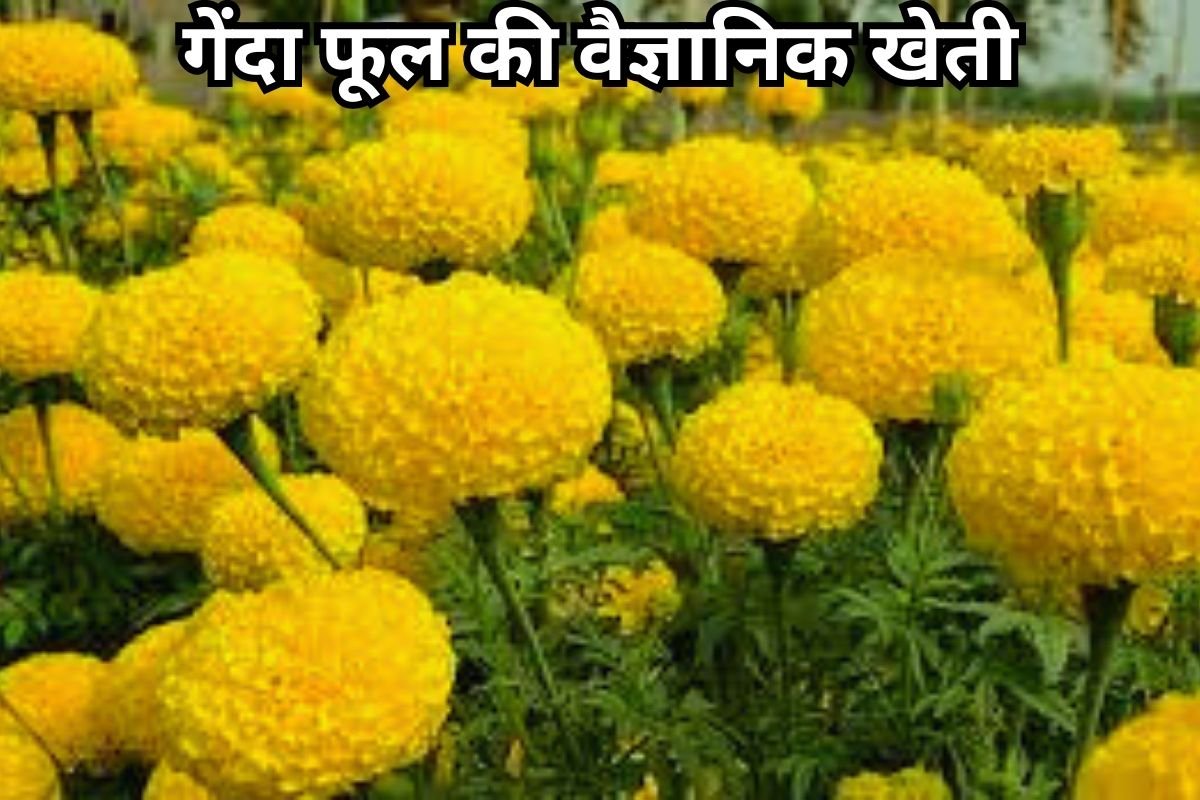 Marigold Farming