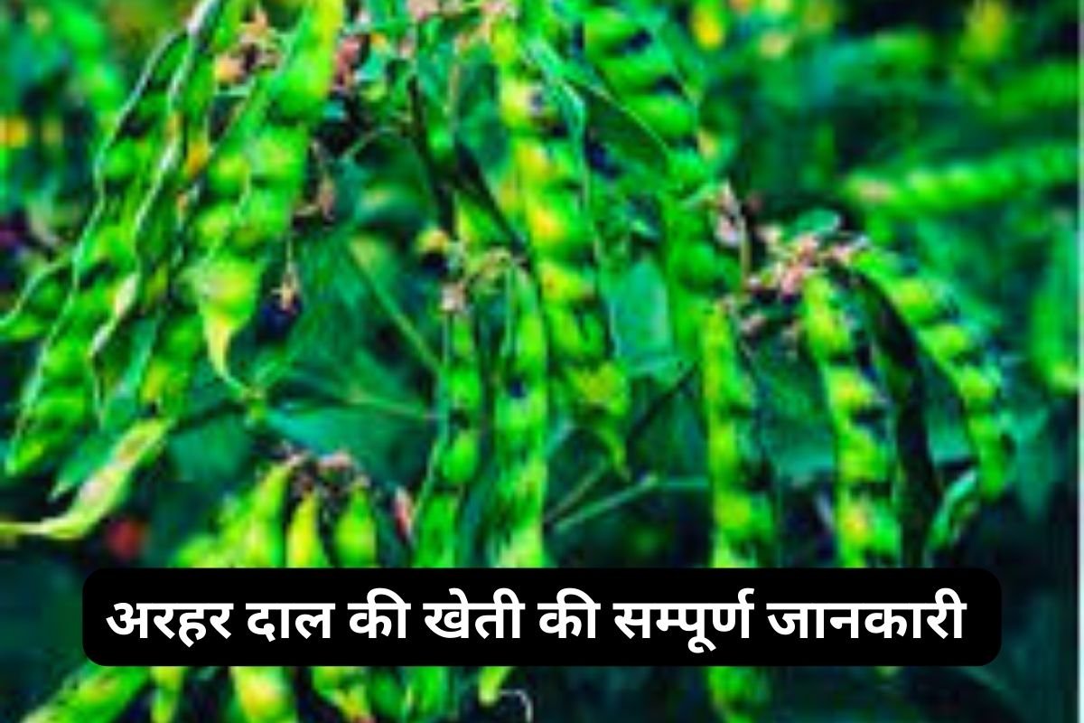 Pigeon Pea Cultivation