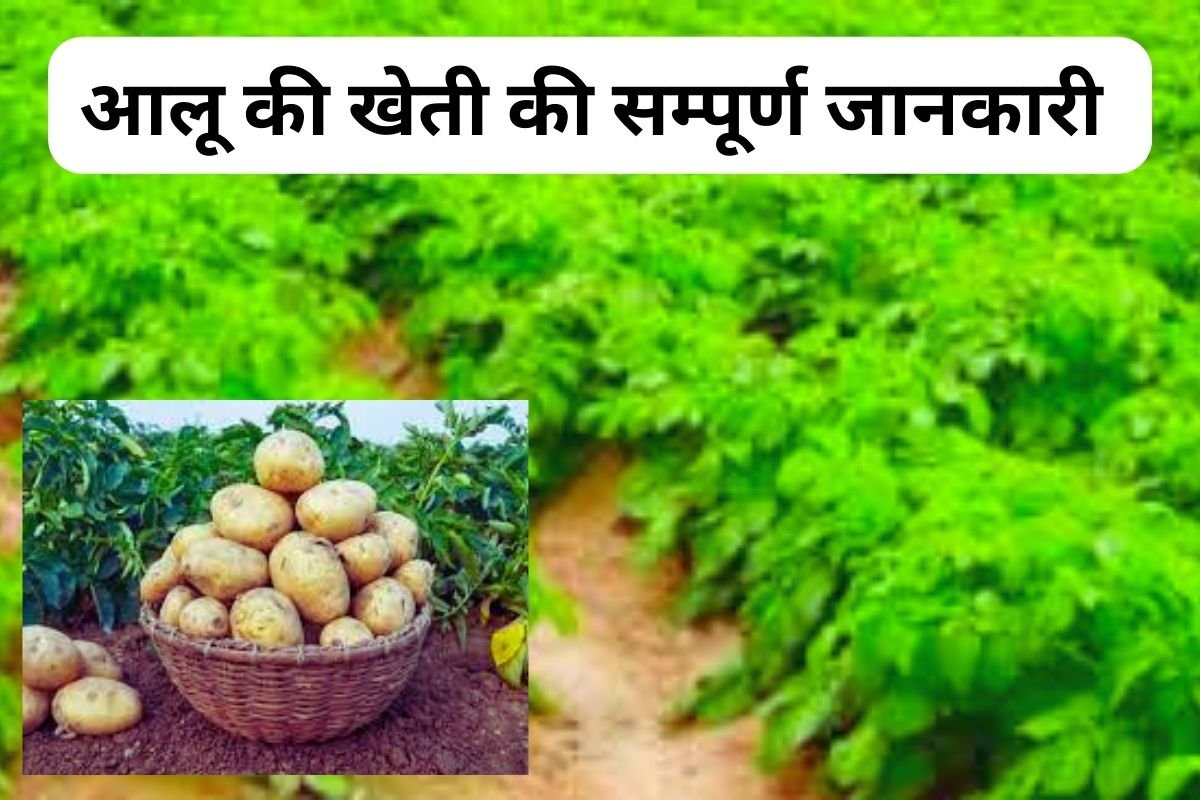 Potato Cultivation