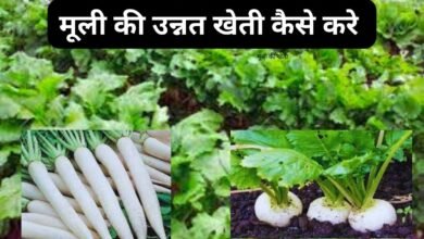 Radish Farming