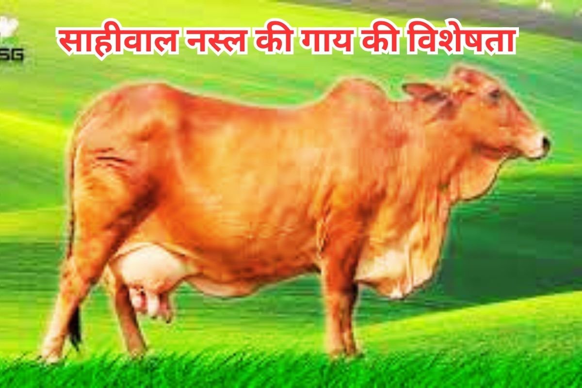 Sahiwal Breed Cow