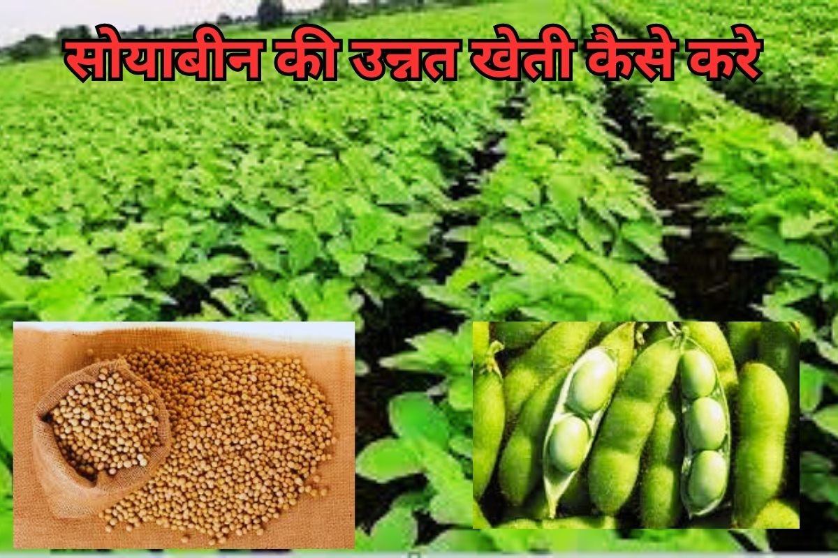 Soybean Farming