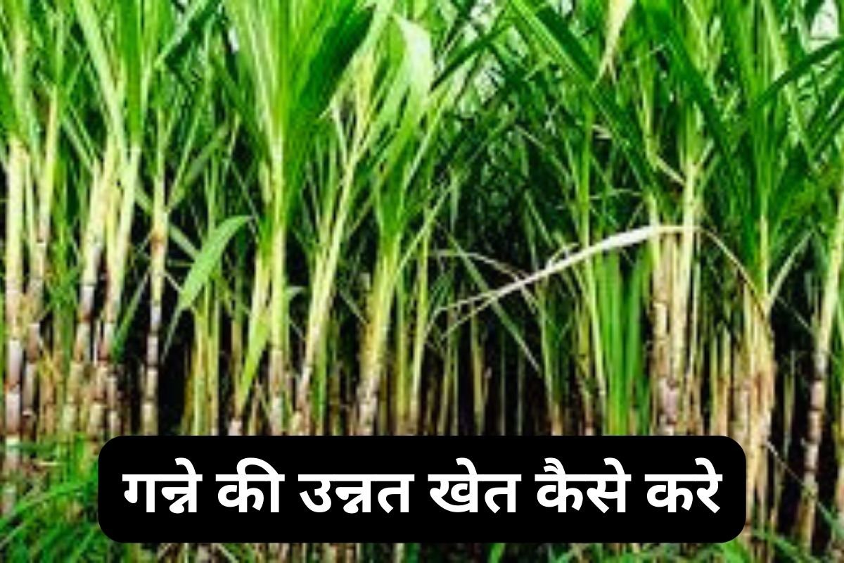 Sugar Cane Cultivation