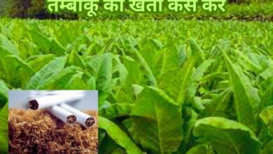 Tobacco farming